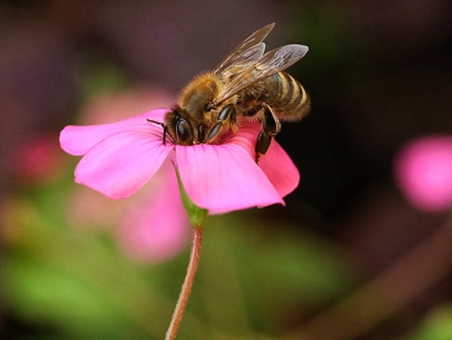 Eine Biene in Nahaufnahme auf einer Blüte.